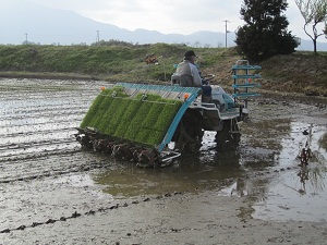 特別栽培米コシヒカリの田植えの様子2