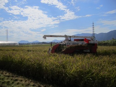 特別栽培米コシヒカリの稲刈りの様子2