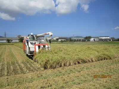 23年産新潟県産新米特別栽培米こがねもちの稲刈り