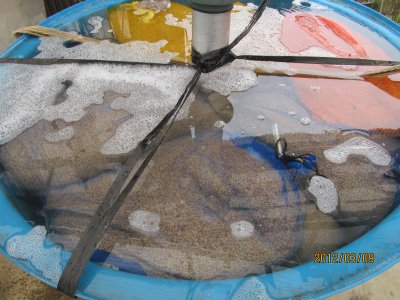 水と酢で浸種