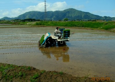 特別栽培米コシヒカリの田植えの様子