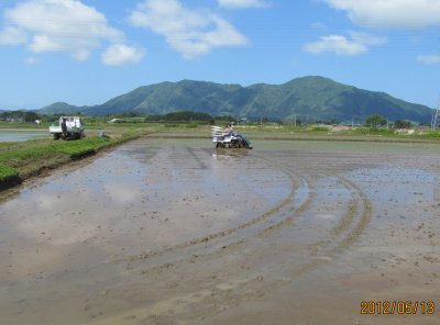 無農薬栽培コシヒカリの田植えの様子2