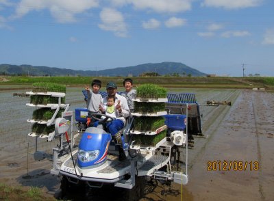 無農薬栽培コシヒカリの田植えの様子1