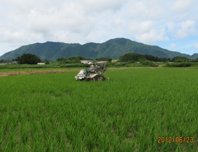 追肥と明渠2