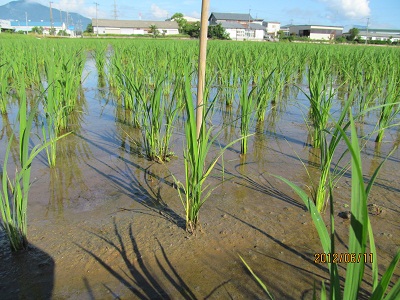 新潟産特別栽培米こがねもちの稲の様子2(約50日後)