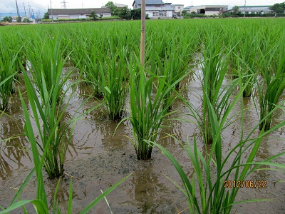 新潟産特別栽培米こがねもちの稲の様子2(約50日後)