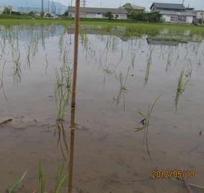 こがねもちの稲の様子1(5/10)