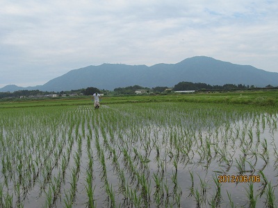 チェーン除草の様子2