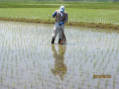 竹ぼうき除草開始1