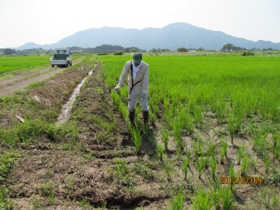 改造刈払機での除草の様子2