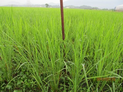 無農薬コシヒカリの稲の様子(70日後)