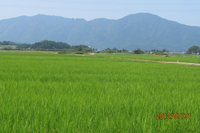 無農薬コシヒカリの稲の様子(80日後)