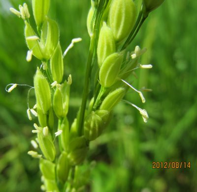 無農薬コシヒカリの稲の様子(90日後)