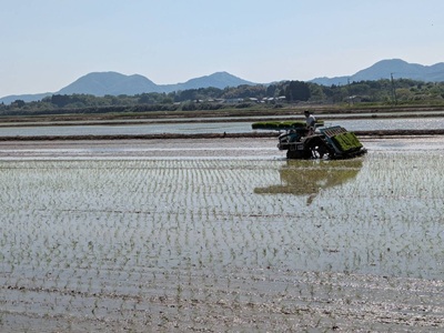 令和6年産 新米 新潟コシヒカリ・新之助 無農薬 予約・販売 傳次